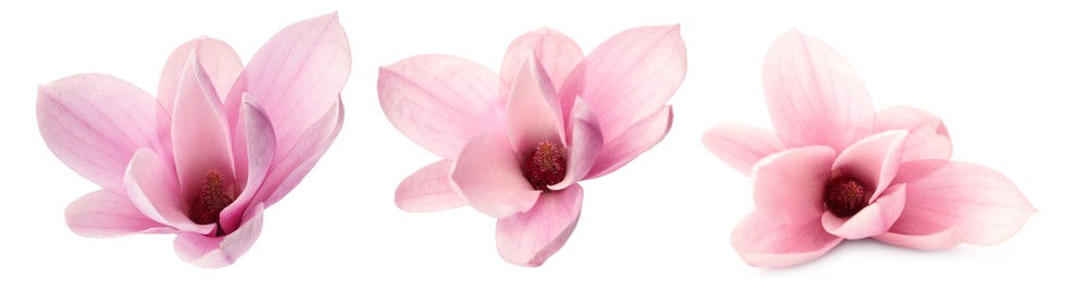 Image of Set with beautiful magnolia flowers on white background. Banner design