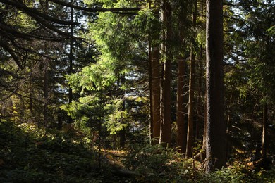 Picturesque view of beautiful coniferous forest on sunny day