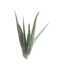Photo of Green aloe vera plant isolated on white