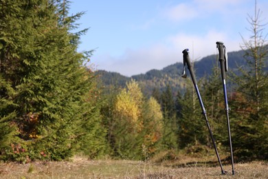 Photo of Trekking poles in forest on sunny day. Space for text