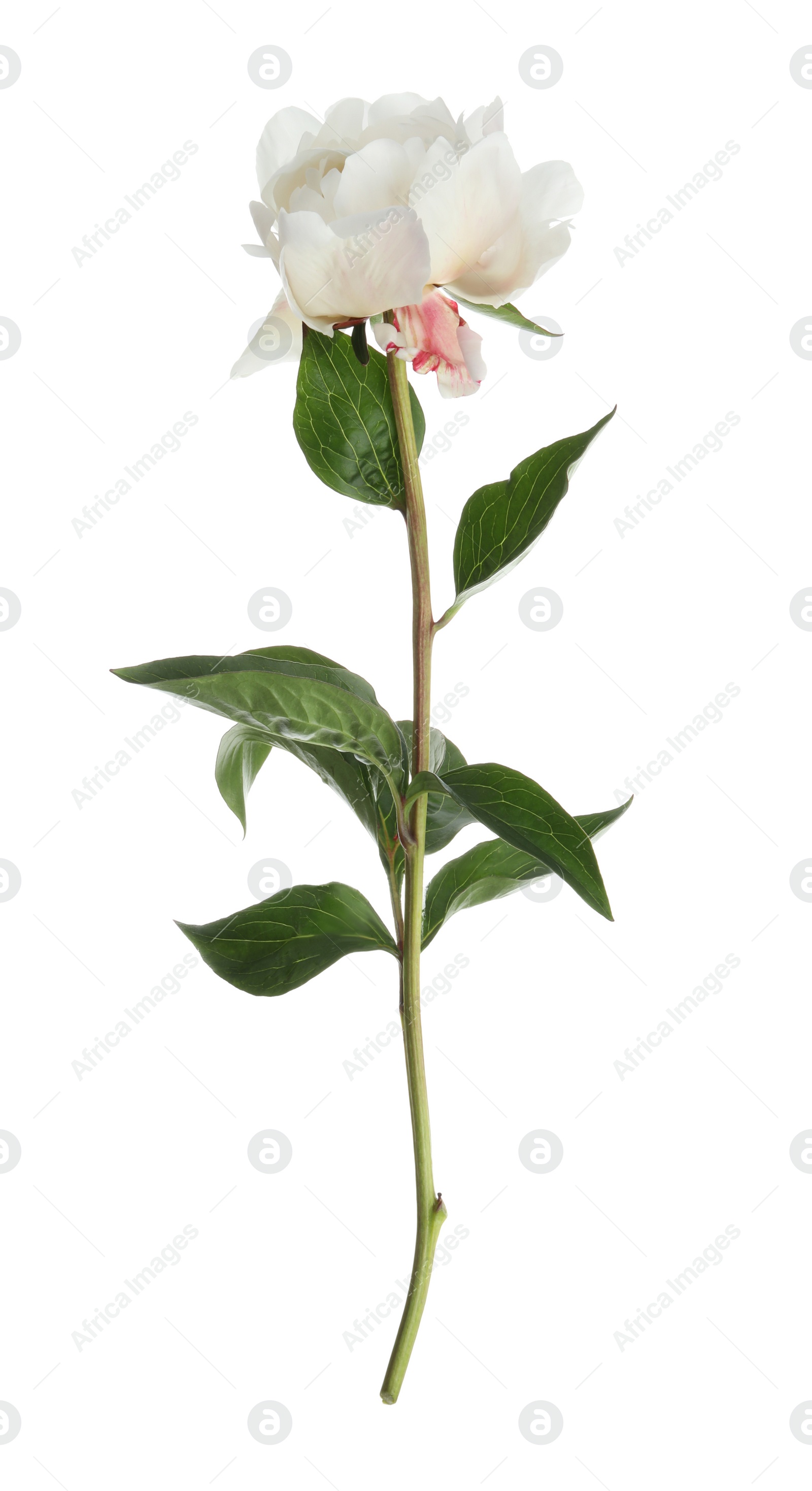 Photo of Beautiful fragrant peony flower isolated on white