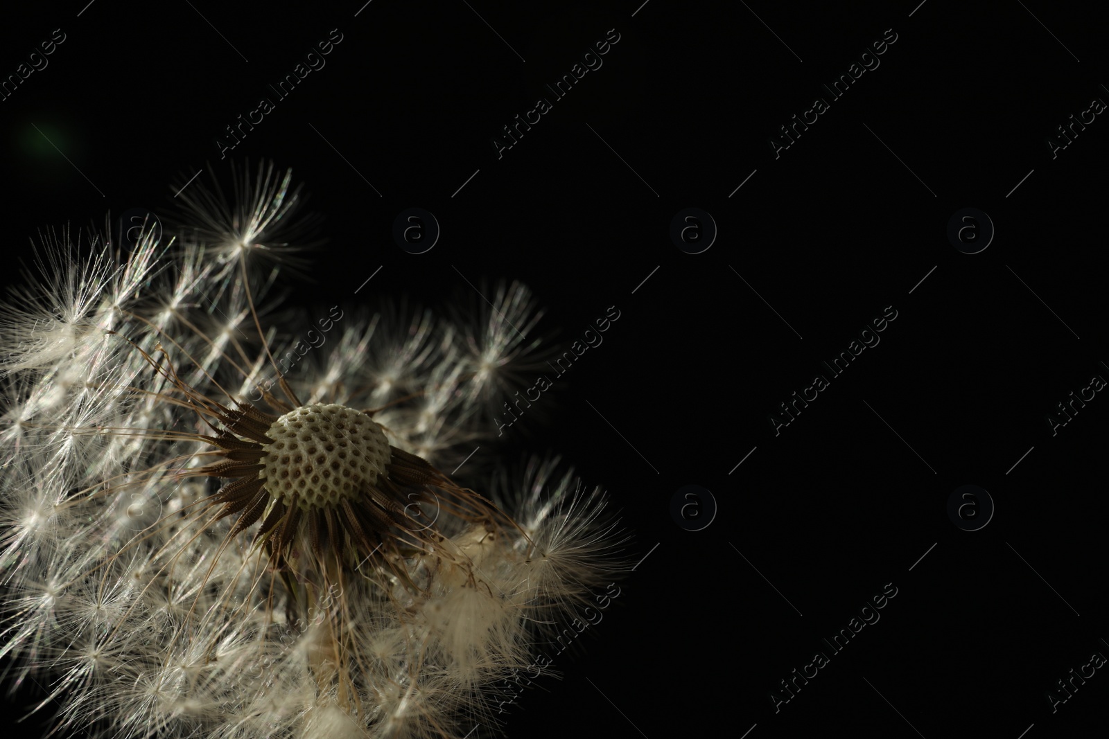 Photo of Beautiful dandelion flower on black background, closeup. Space for text