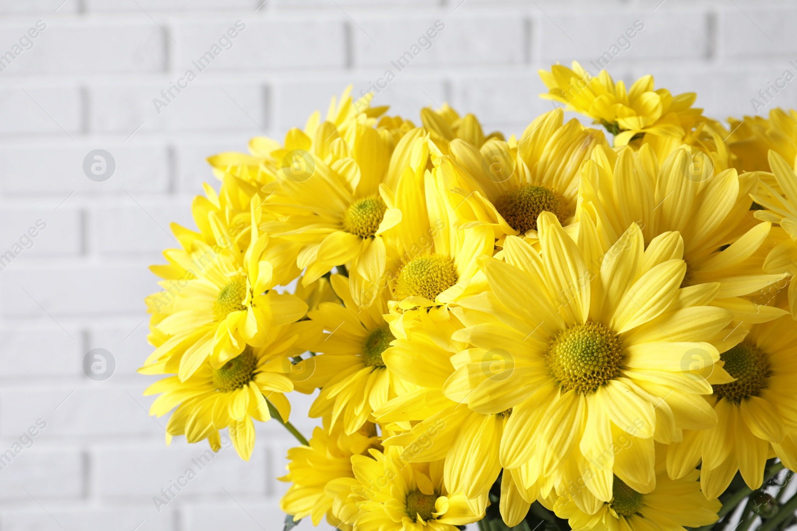 Photo of Beautiful chamomile flowers against brick wall, closeup