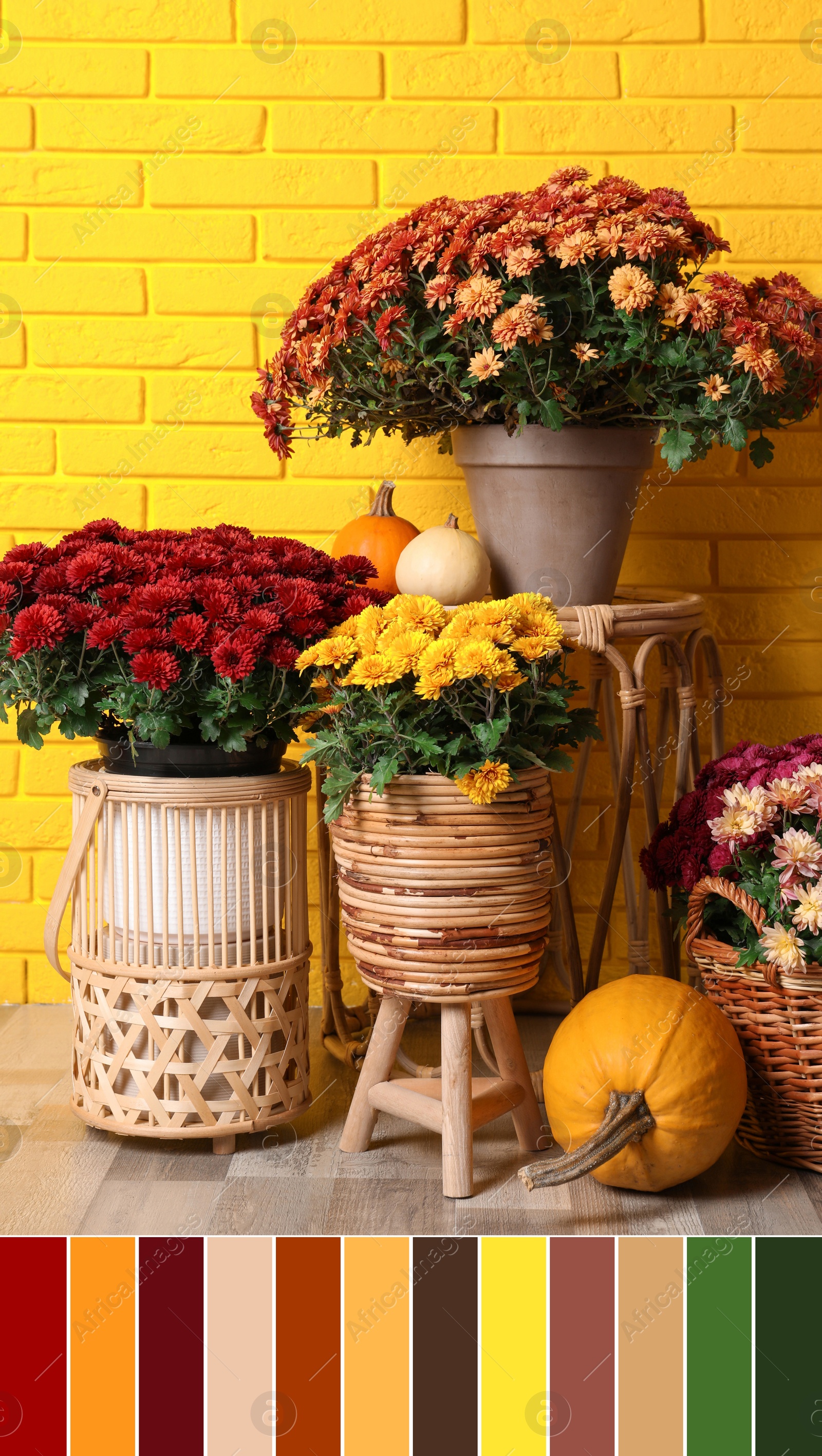 Image of Palette of autumn colors and beautiful potted fresh chrysanthemum flowers and pumpkins near yellow brick wall