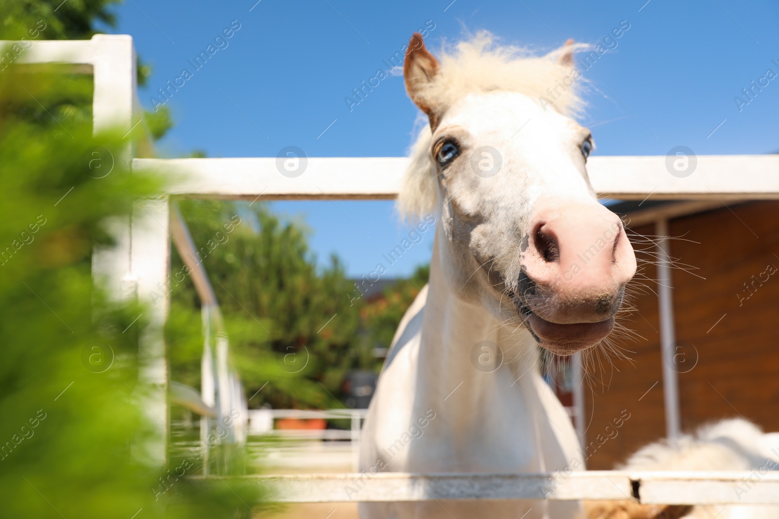 Photo of White horse in paddock on sunny day. Beautiful pet