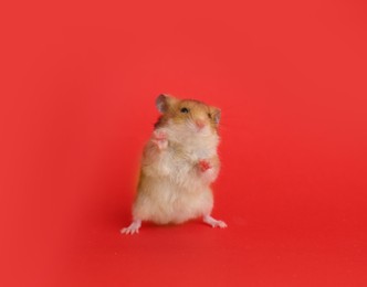 Photo of Cute little fluffy hamster on red background