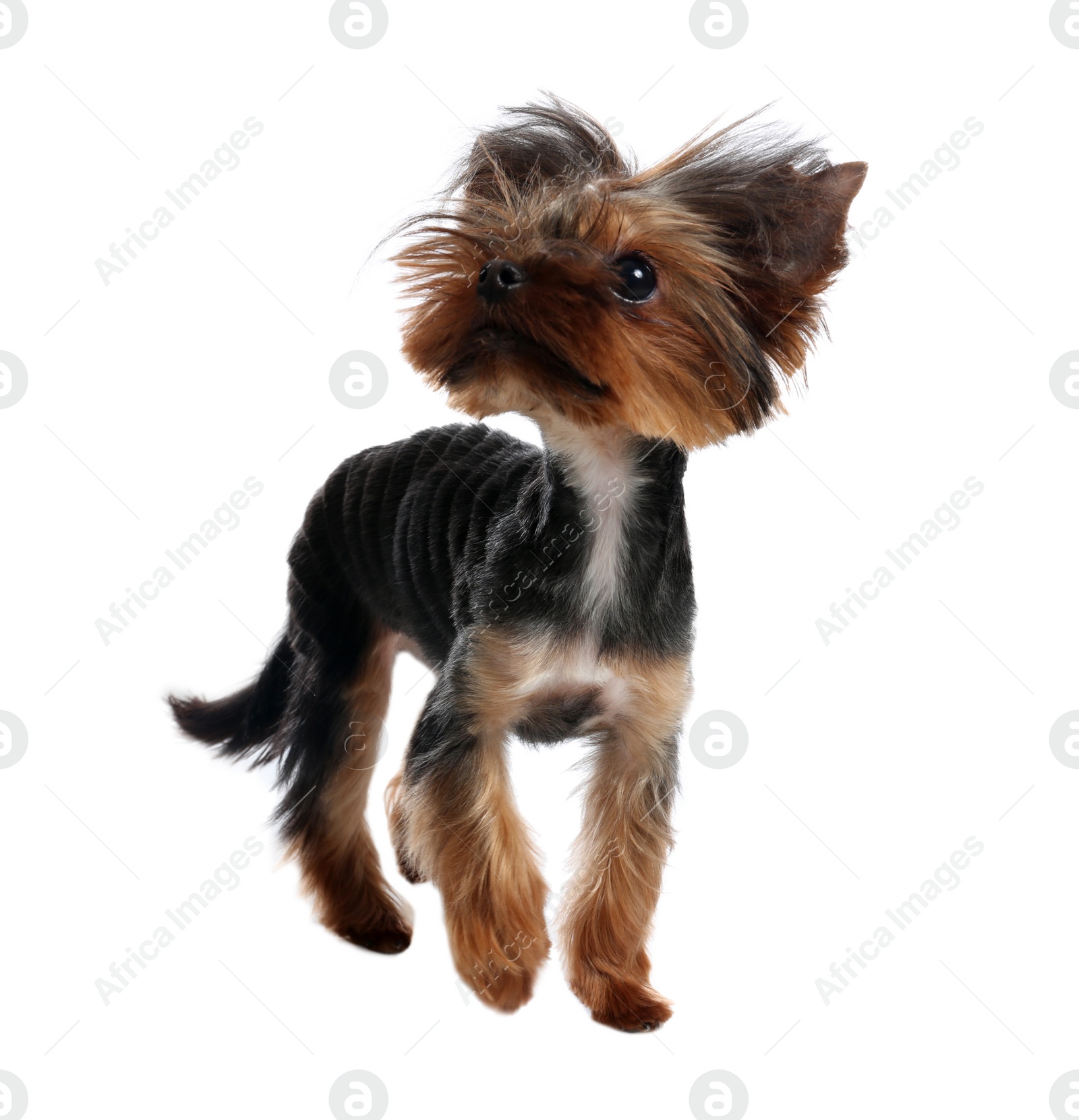 Photo of Cute Yorkshire terrier dog on white background