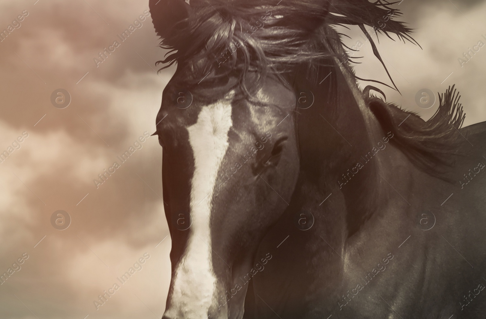 Image of Beautiful pet horse and clouds, closeup view
