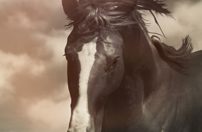 Beautiful pet horse and clouds, closeup view