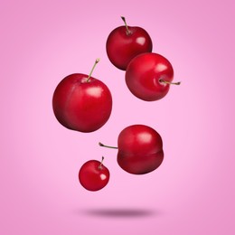 Image of Many fresh cherry plums falling on pink background