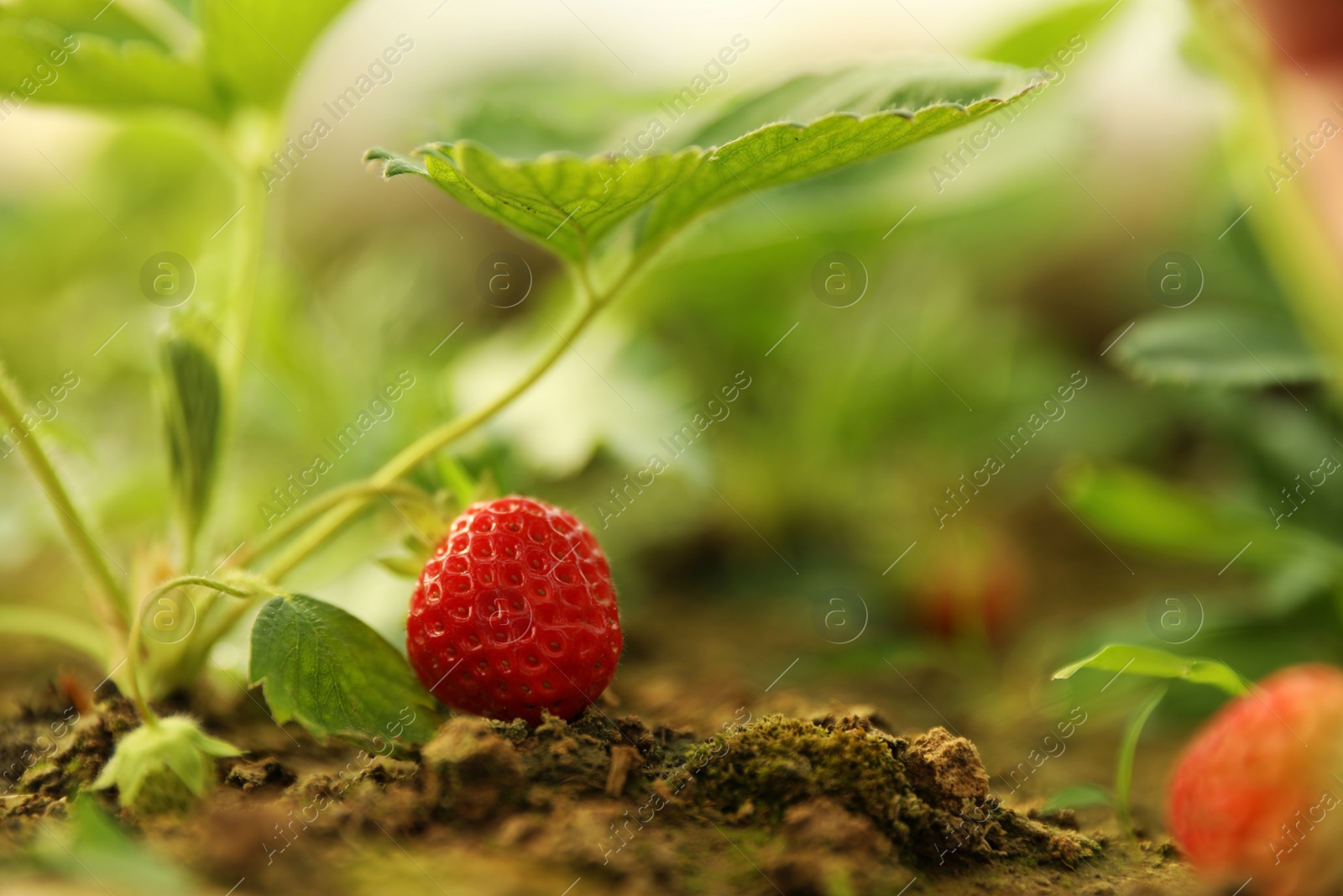 Photo of Strawberry plant with ripe berry on blurred background, closeup