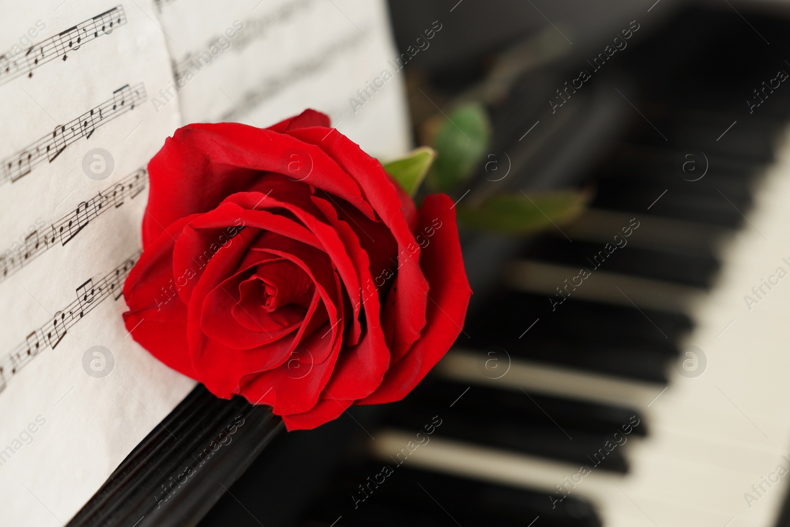 Photo of Beautiful red rose and musical notes on piano, closeup. Space for text