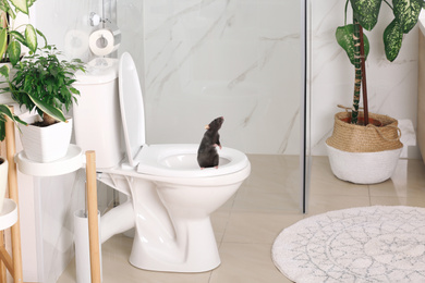 Image of Rat on toilet bowl in light bathroom