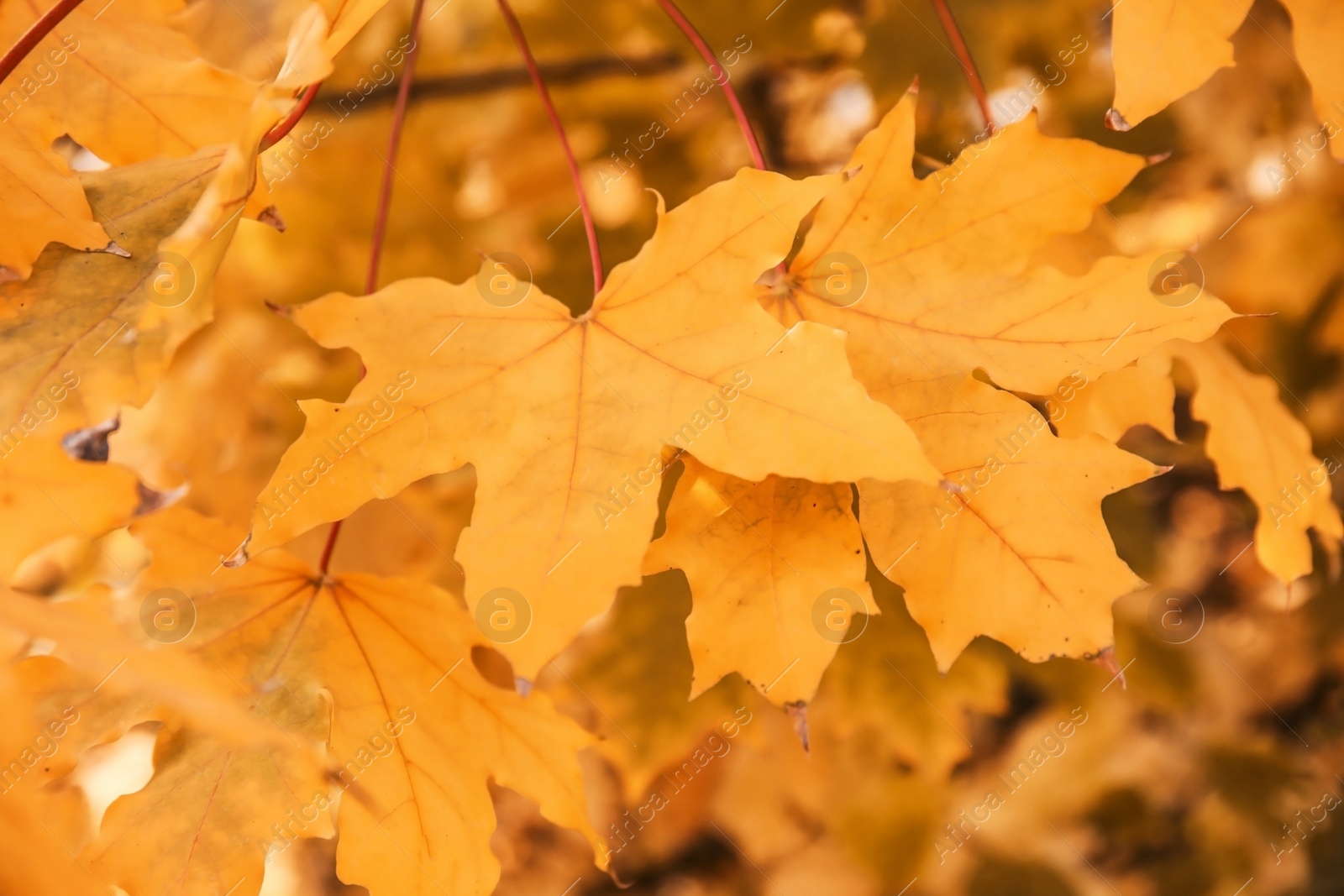 Photo of Bright leaves on blurred background, outdoors. Autumn day