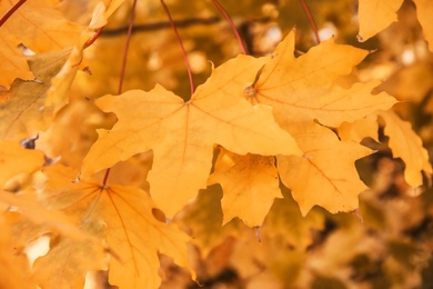 Bright leaves on blurred background, outdoors. Autumn day