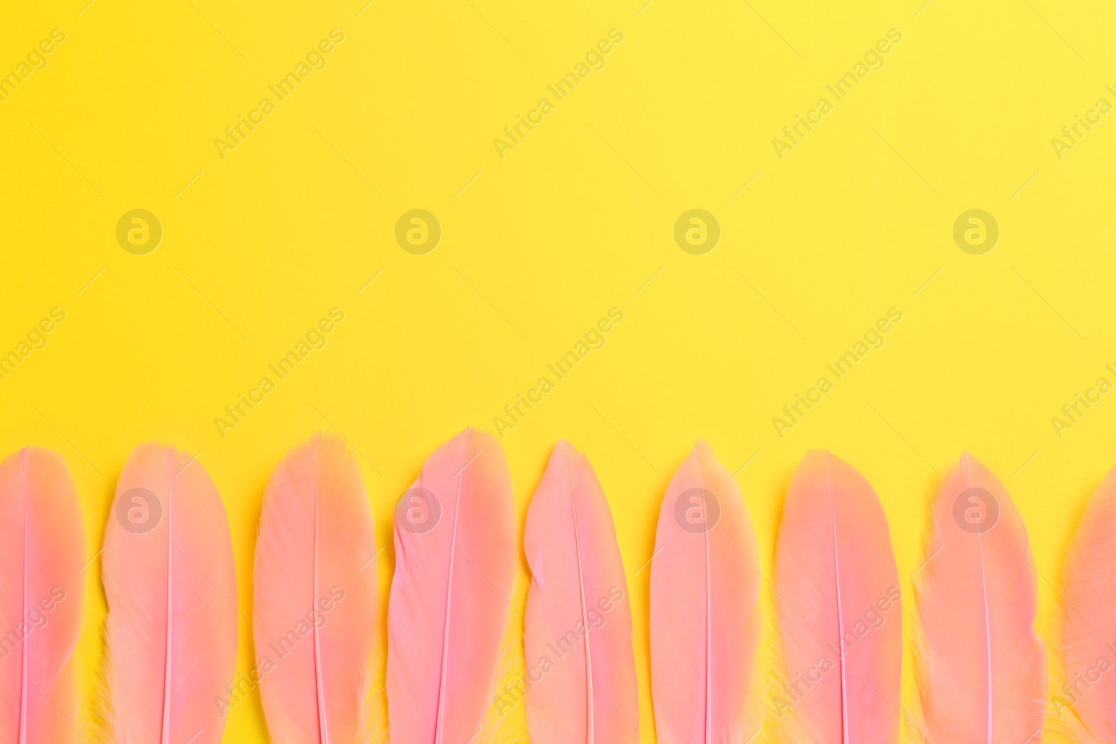 Photo of Beautiful pink feathers on yellow background, flat lay. Space for text