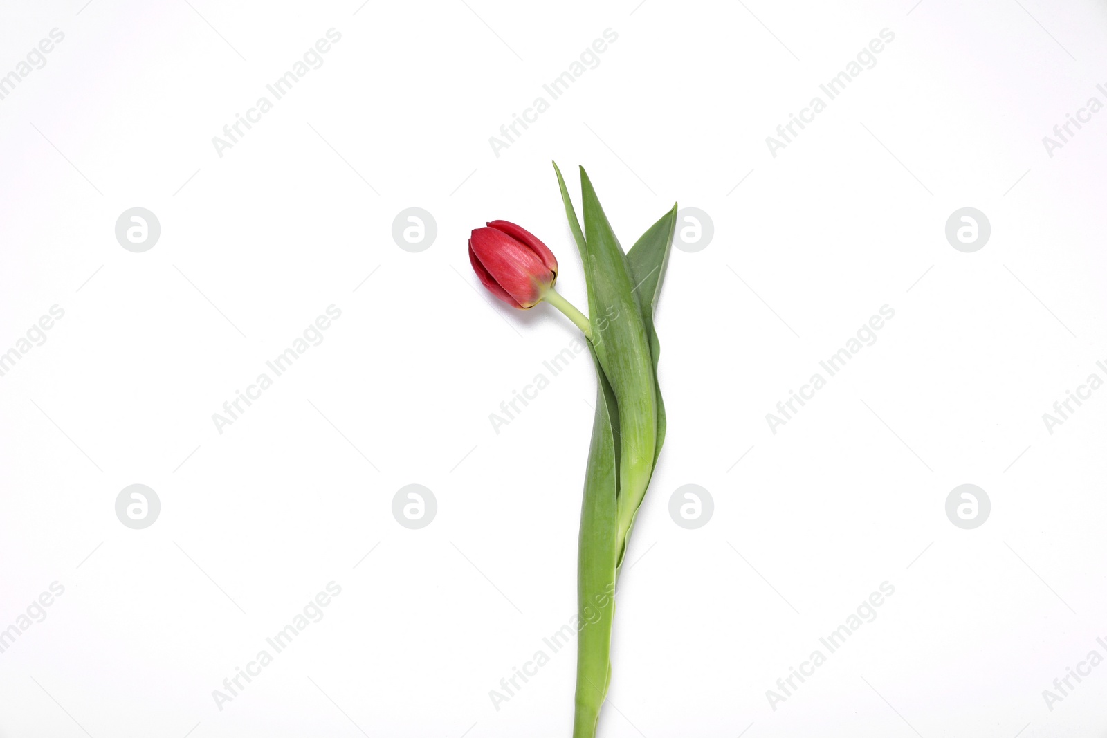 Photo of One red tulip on white background, top view