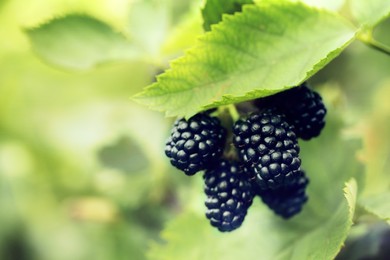 Image of Blackberry bush with ripe berries in garden, closeup
