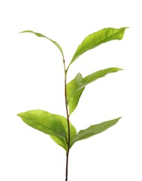 Photo of Tea plant with fresh green leaves isolated on white