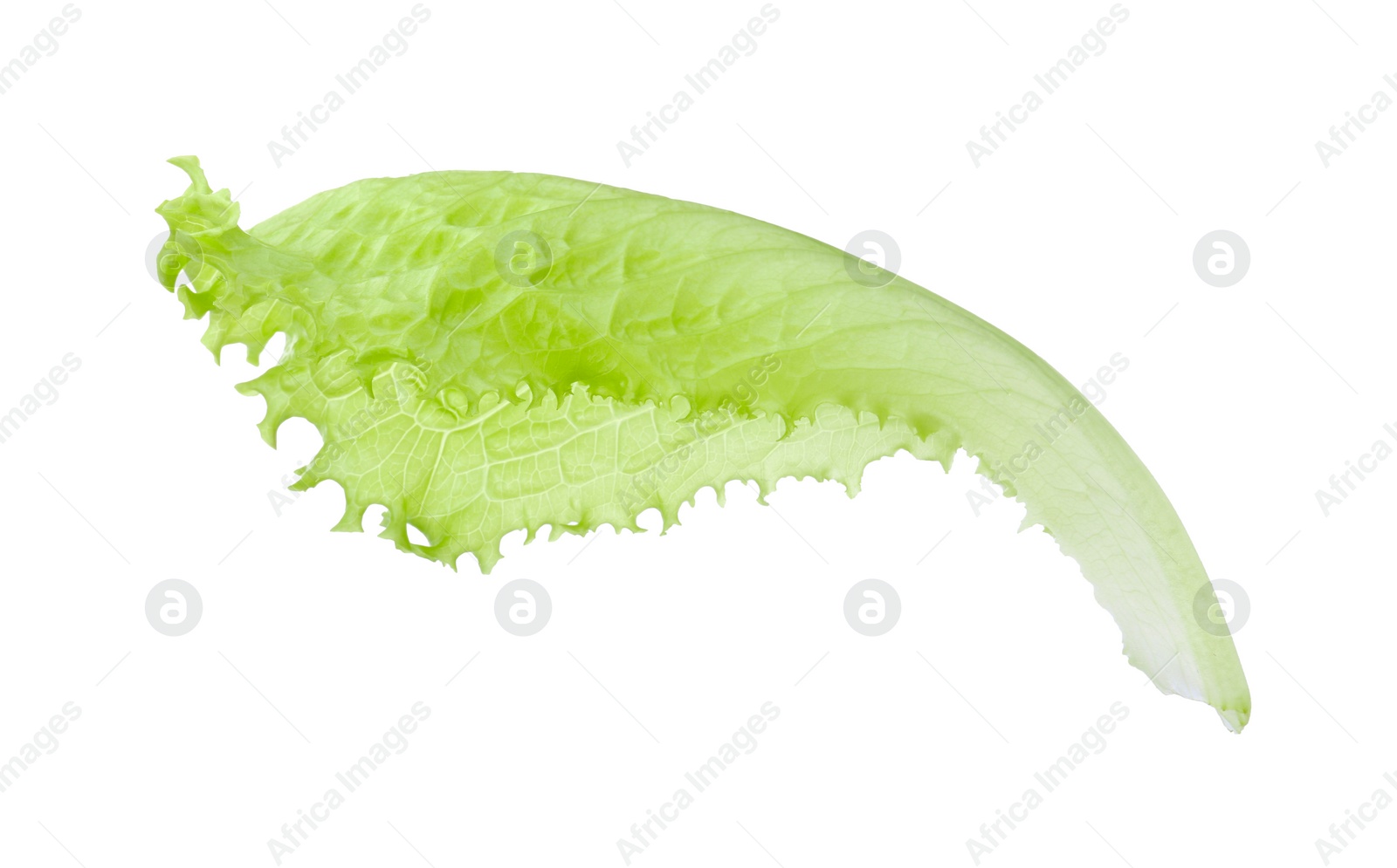 Photo of One fresh lettuce leaf isolated on white. Burger ingredient