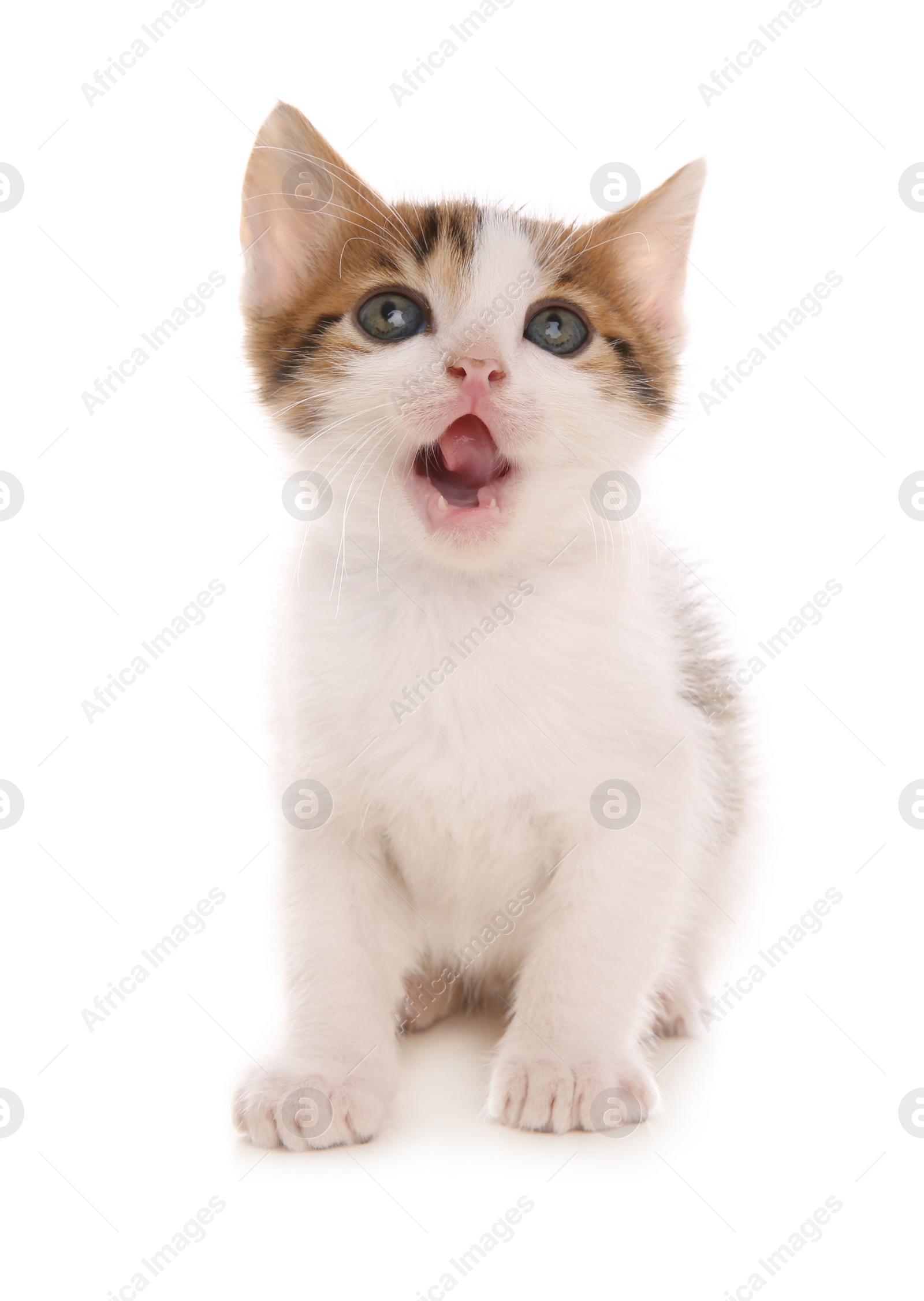 Photo of Cute little kitten on white background. Baby animal