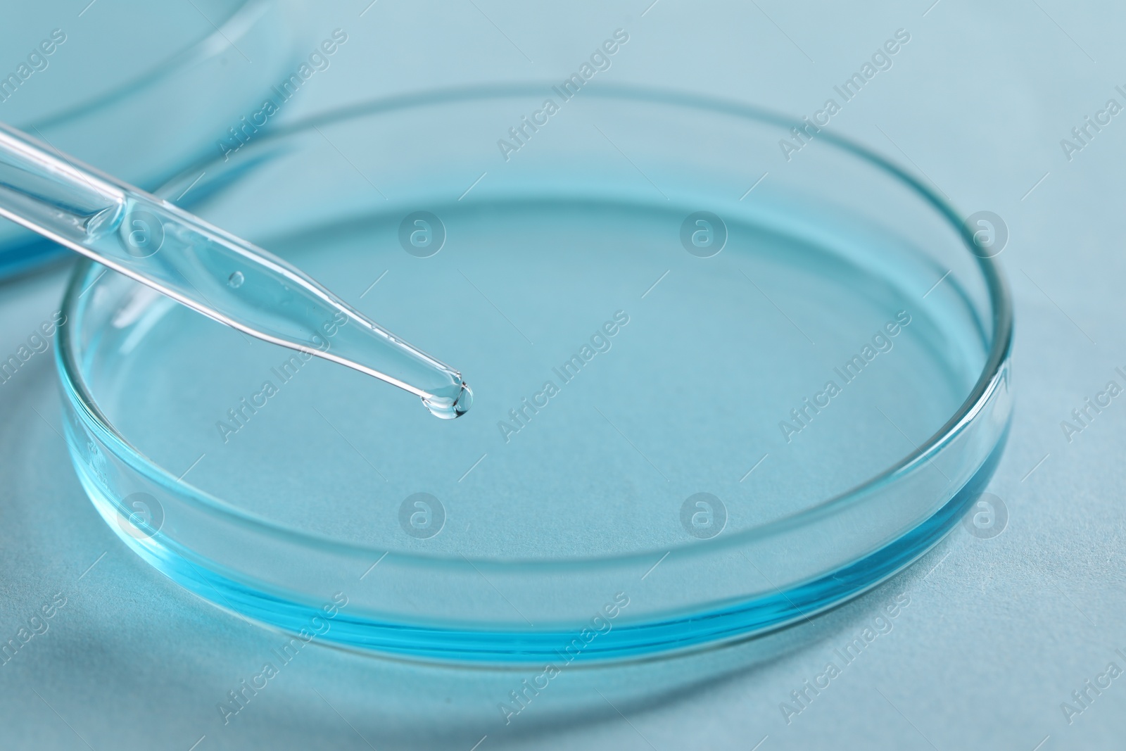 Photo of Dripping liquid from pipette into petri dish at light blue background, closeup. Laboratory analysis