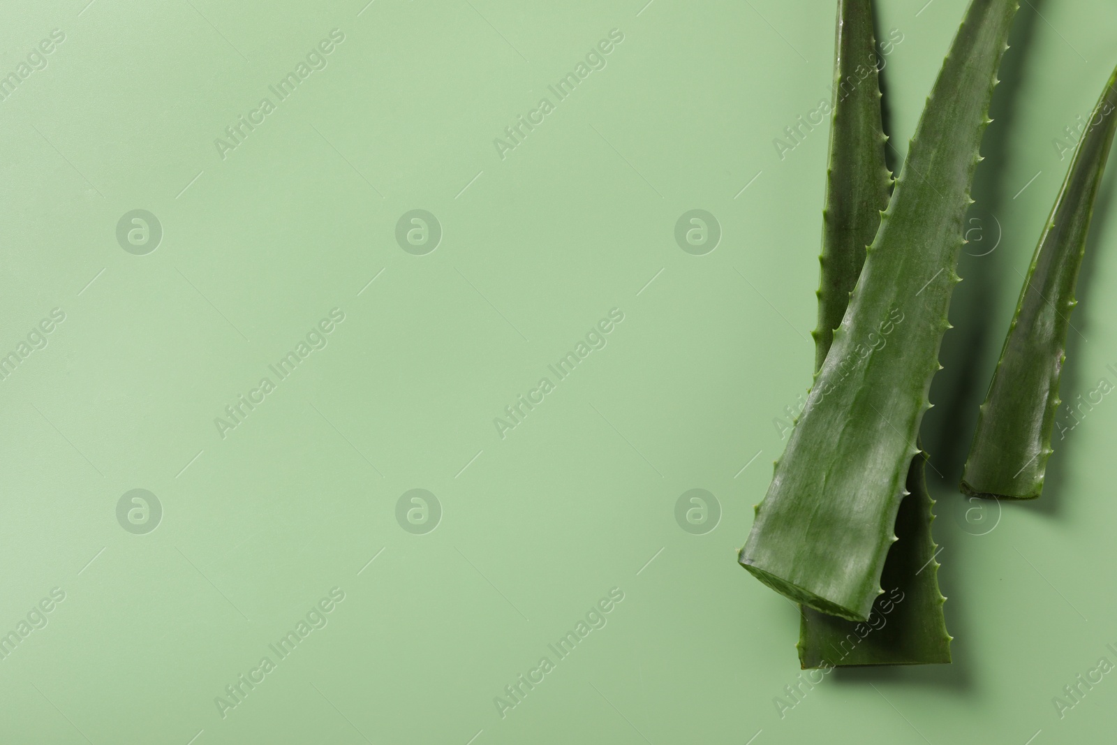 Photo of Fresh aloe vera leaves on light green background, flat lay. Space for text