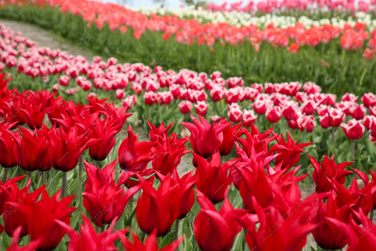 Photo of Beautiful red tulip flowers growing in field