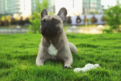 Photo of Cute French bulldog and bone treat on green grass outdoors. Lovely pet