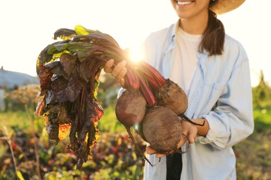 Photo of Woman harvesting fresh ripe beets on farm, closeup