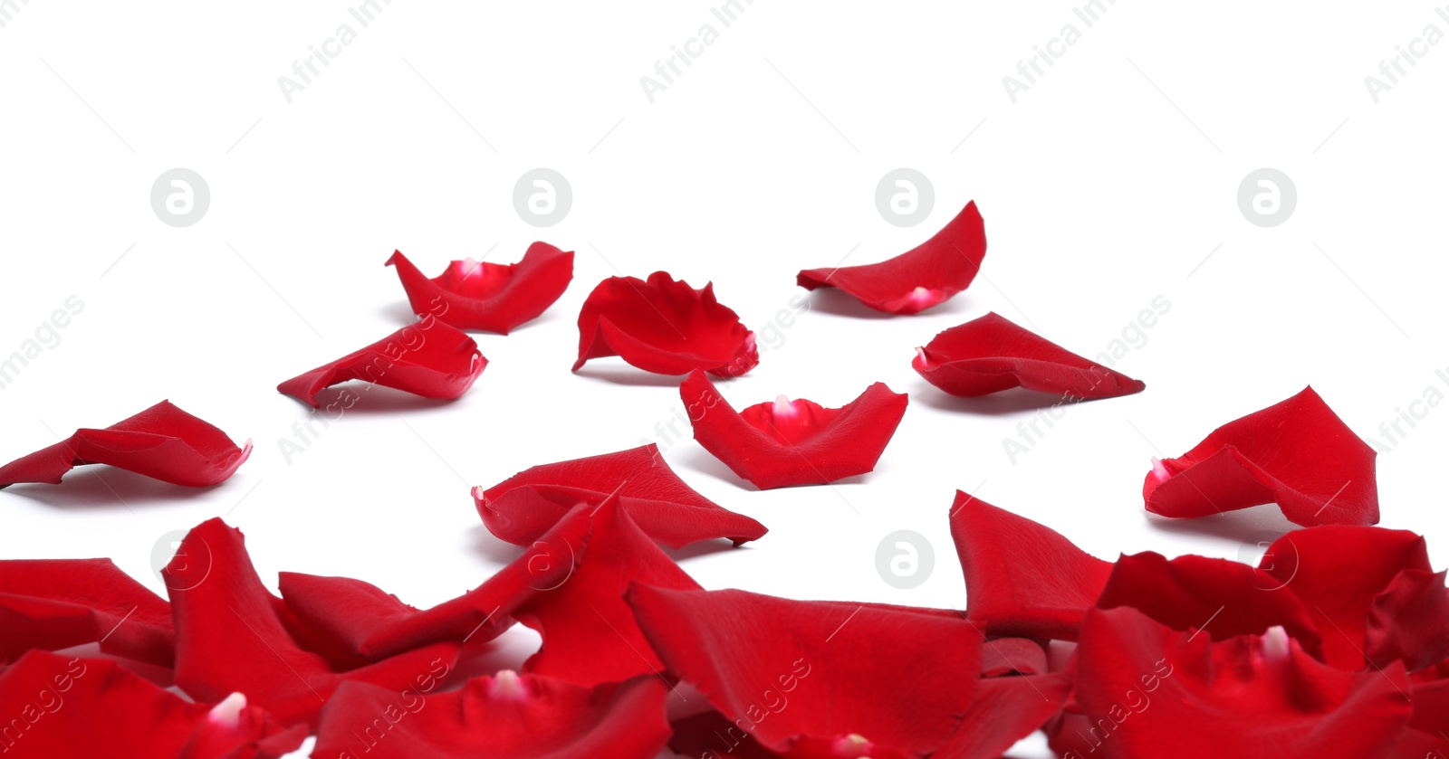 Photo of Beautiful red rose petals on white background