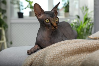 Photo of Curious sphynx cat on sofa at home