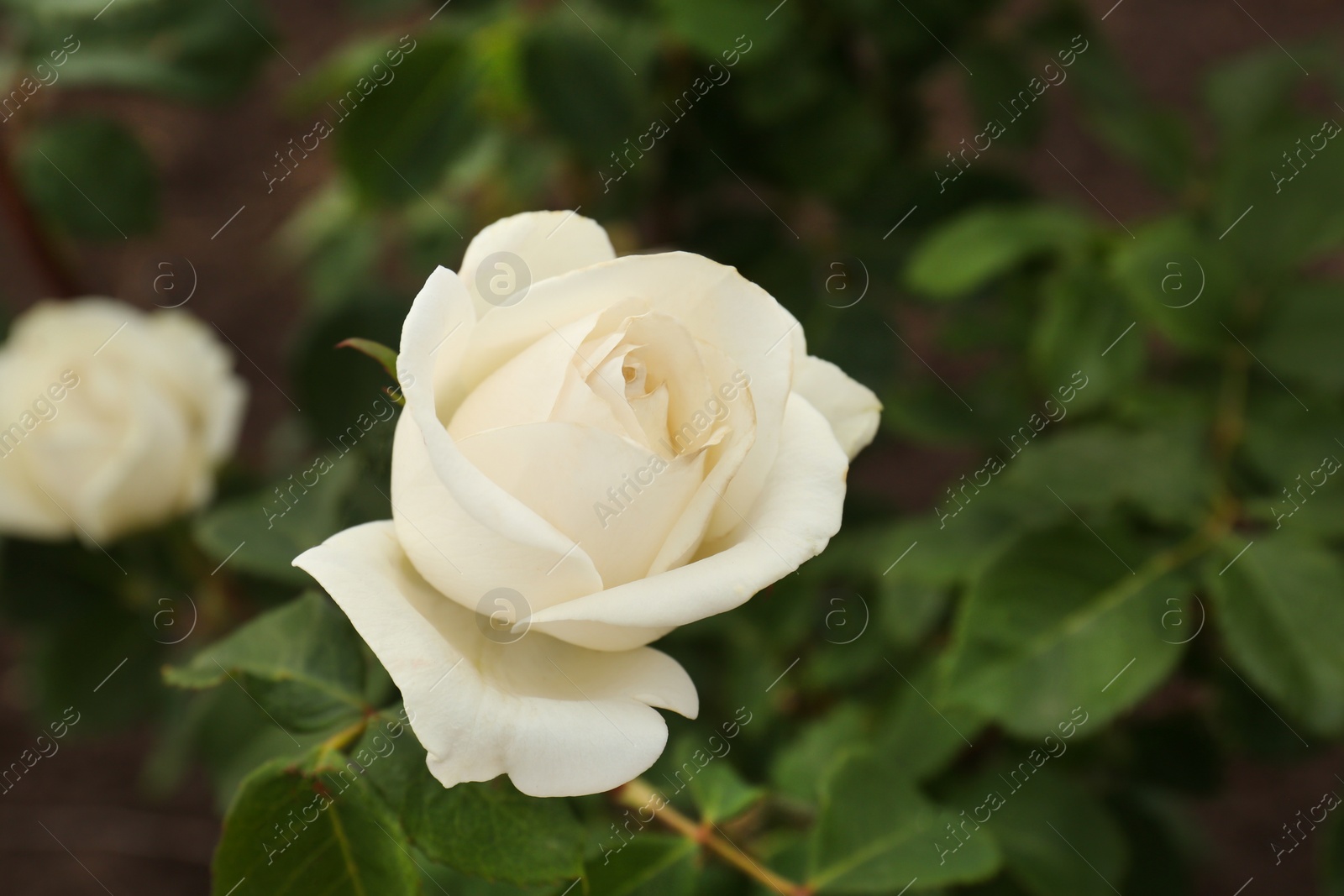 Photo of Closeup view of beautiful blooming rose bush outdoors