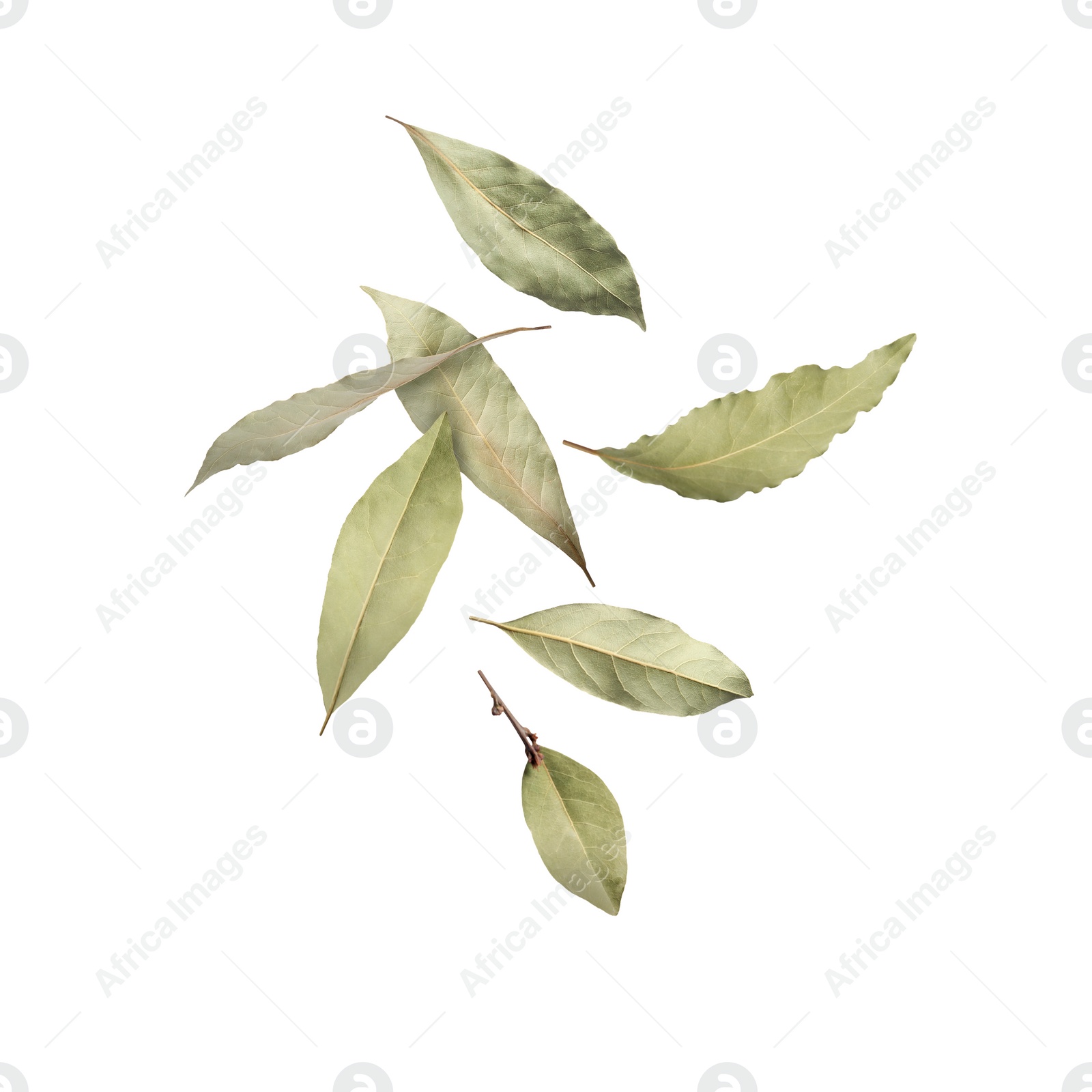 Image of Dry bay leaves falling on white background