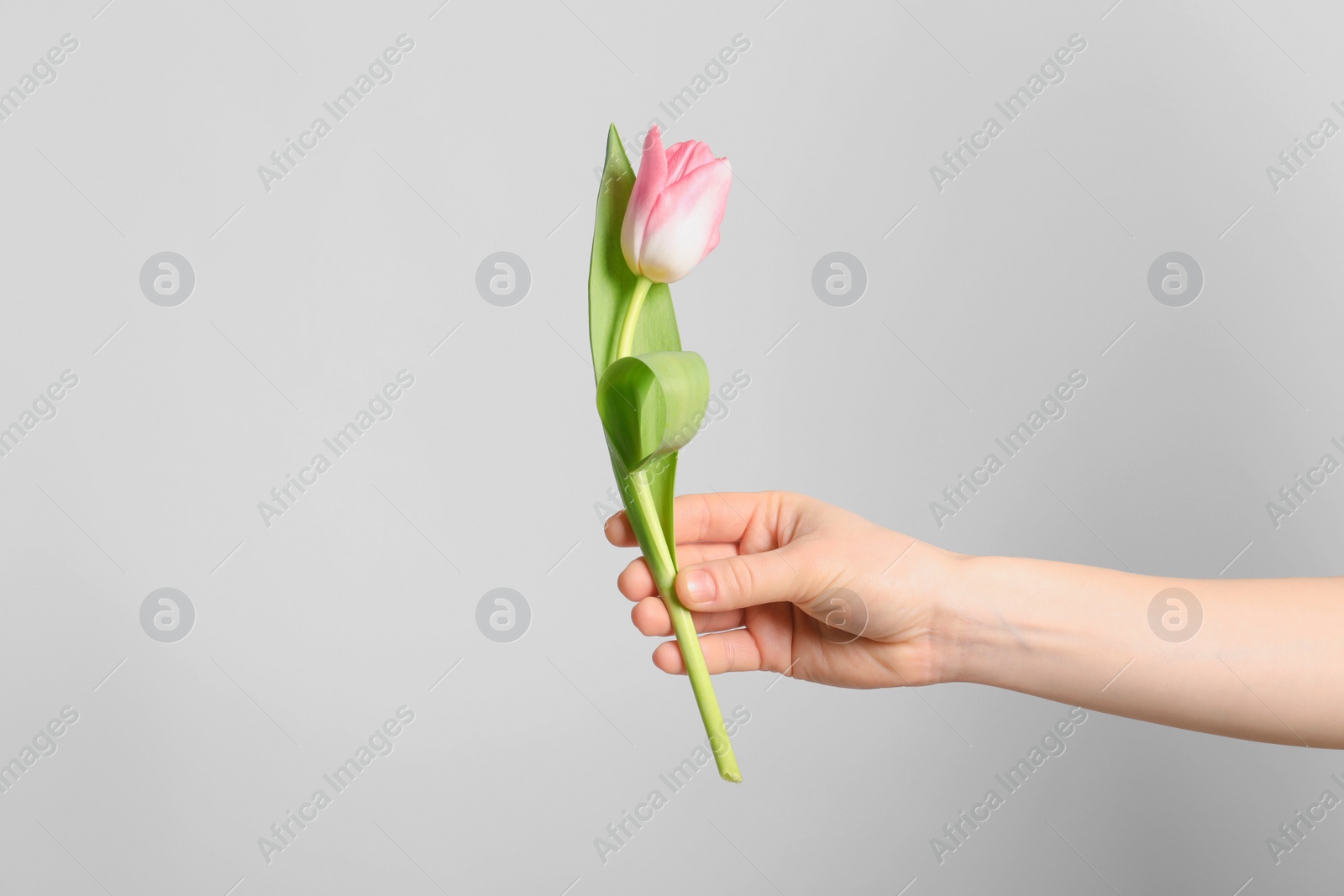 Photo of Girl holding beautiful spring tulip on light background, closeup. International Women's Day