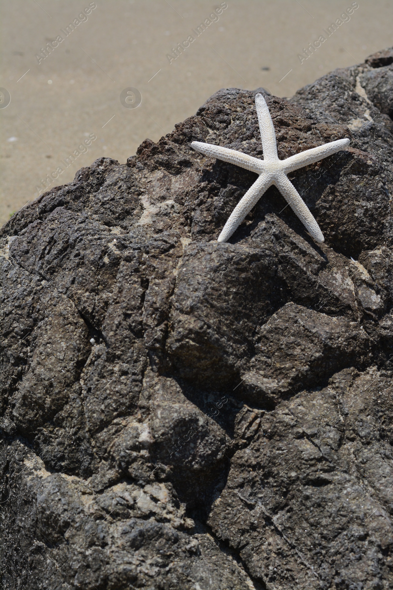 Photo of Beautiful starfish on black stone near sea, space for text