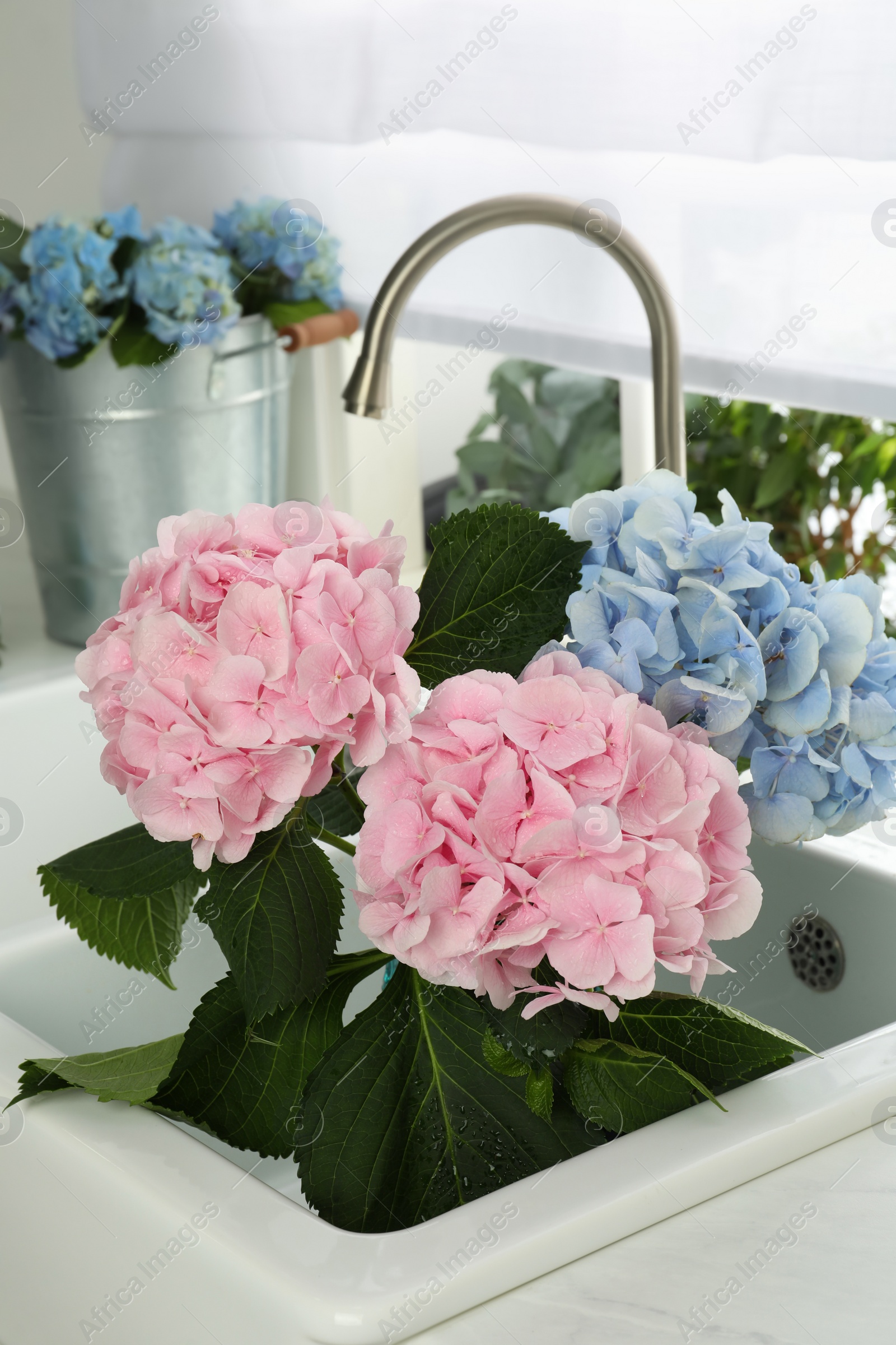 Photo of Beautiful light blue and pink hortensia flowers in kitchen sink