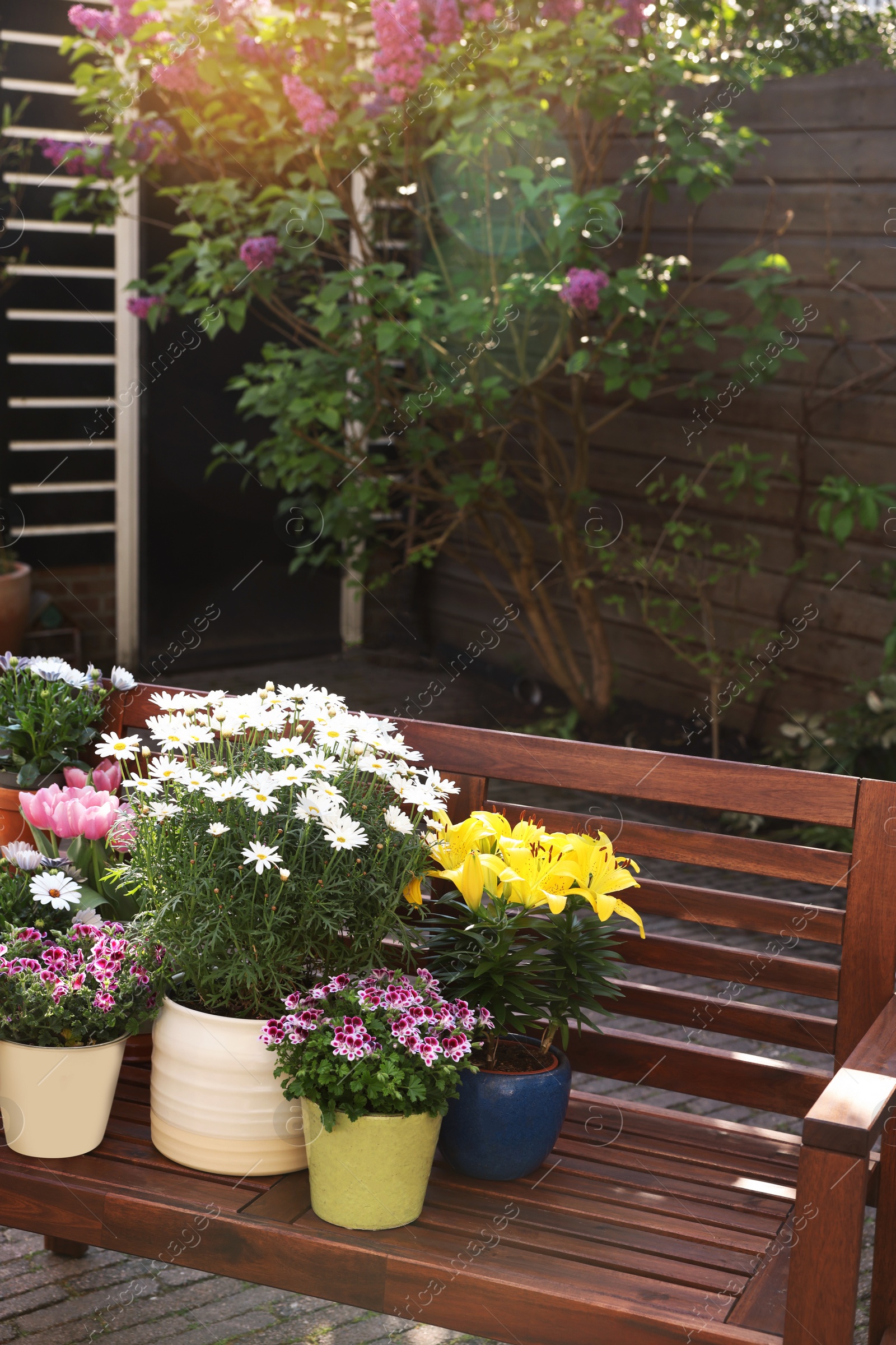 Photo of Many different beautiful blooming plants in flowerpots on wooden bench outdoors