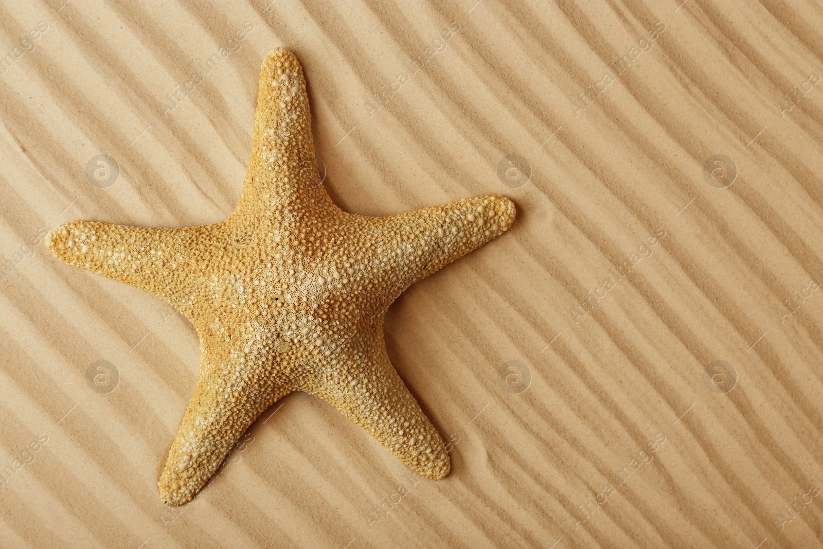 Photo of Starfish on beach sand, top view. Space for text