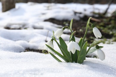 Beautiful blooming snowdrops growing in snow outdoors, space for text. Spring flowers