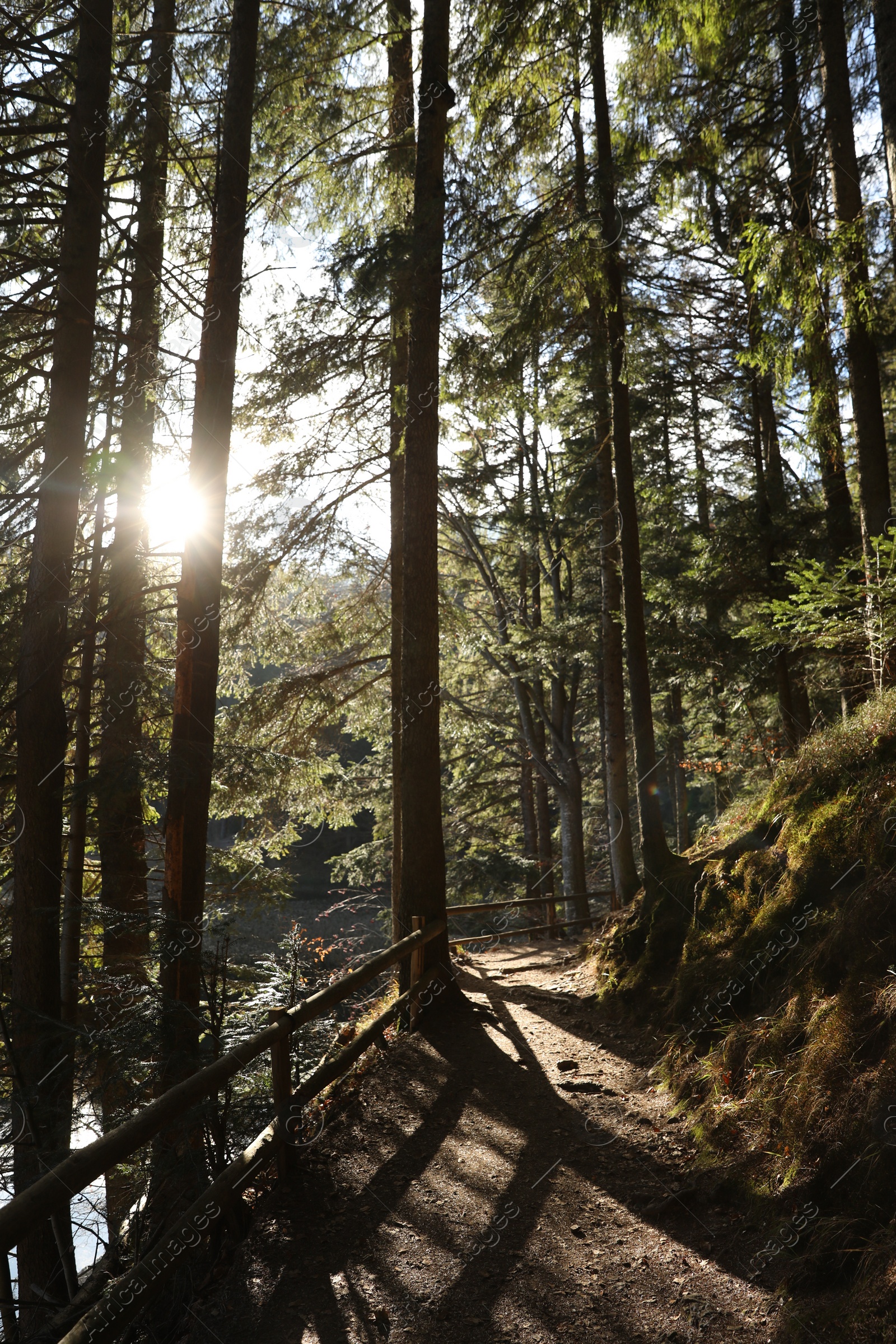 Photo of Beautiful green trees in forest on sunny day