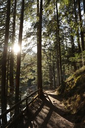 Photo of Beautiful green trees in forest on sunny day