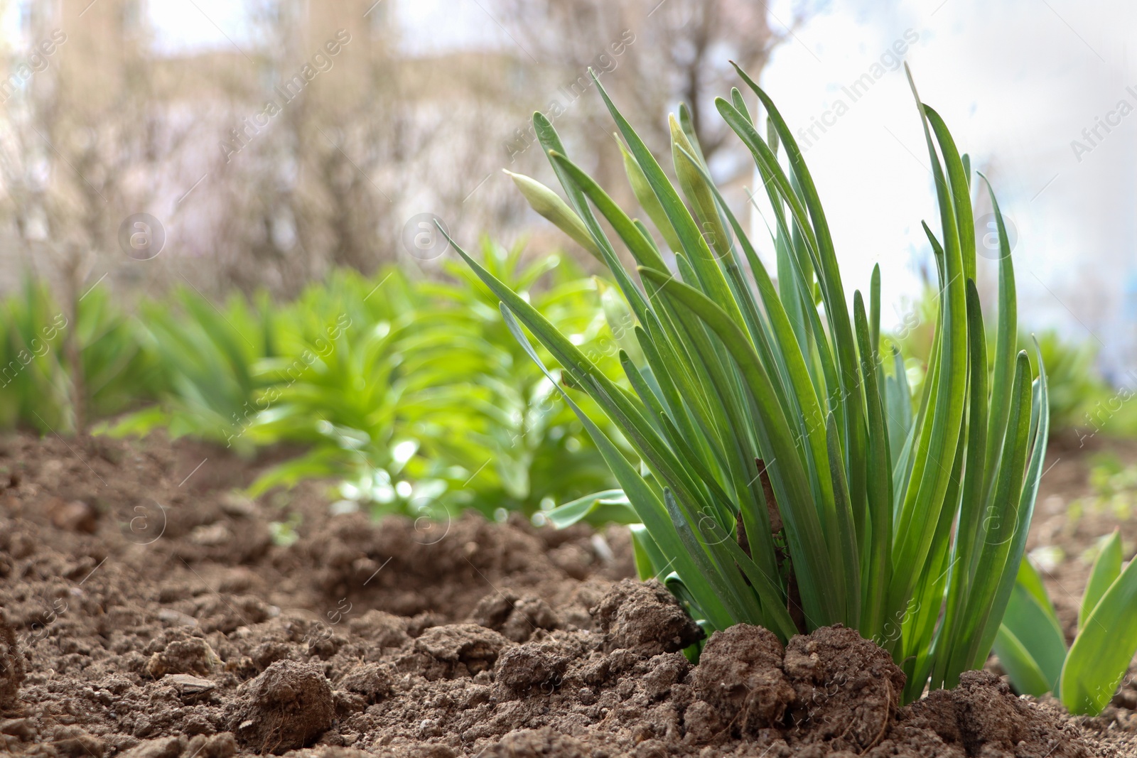 Photo of Daffodil plants growing in garden, space for text. Spring flowers