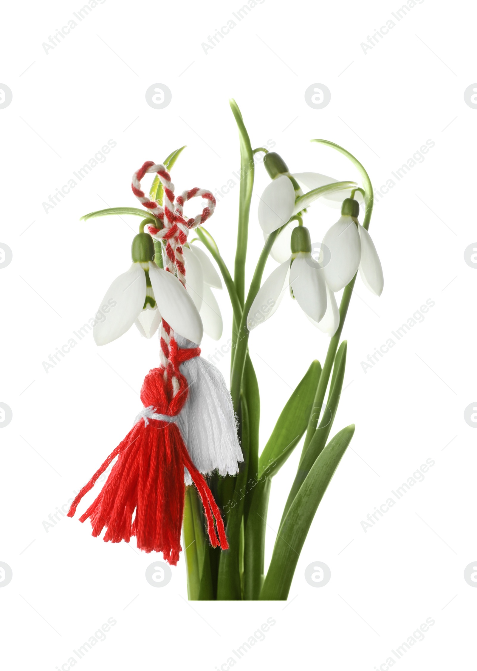 Photo of Beautiful snowdrops with traditional martisor on white background. Symbol of first spring day