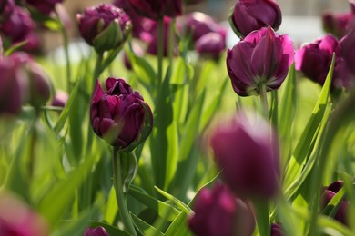 Beautiful colorful tulips growing in flower bed, selective focus