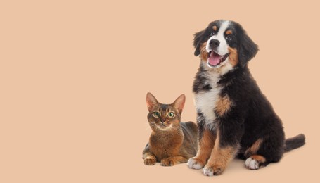 Image of Happy pets. Adorable Bernese Mountain Dog puppy and Abyssinian cat on beige background, space for text