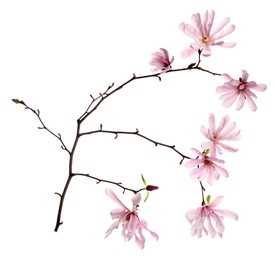 Photo of Magnolia tree branch with beautiful flowers isolated on white