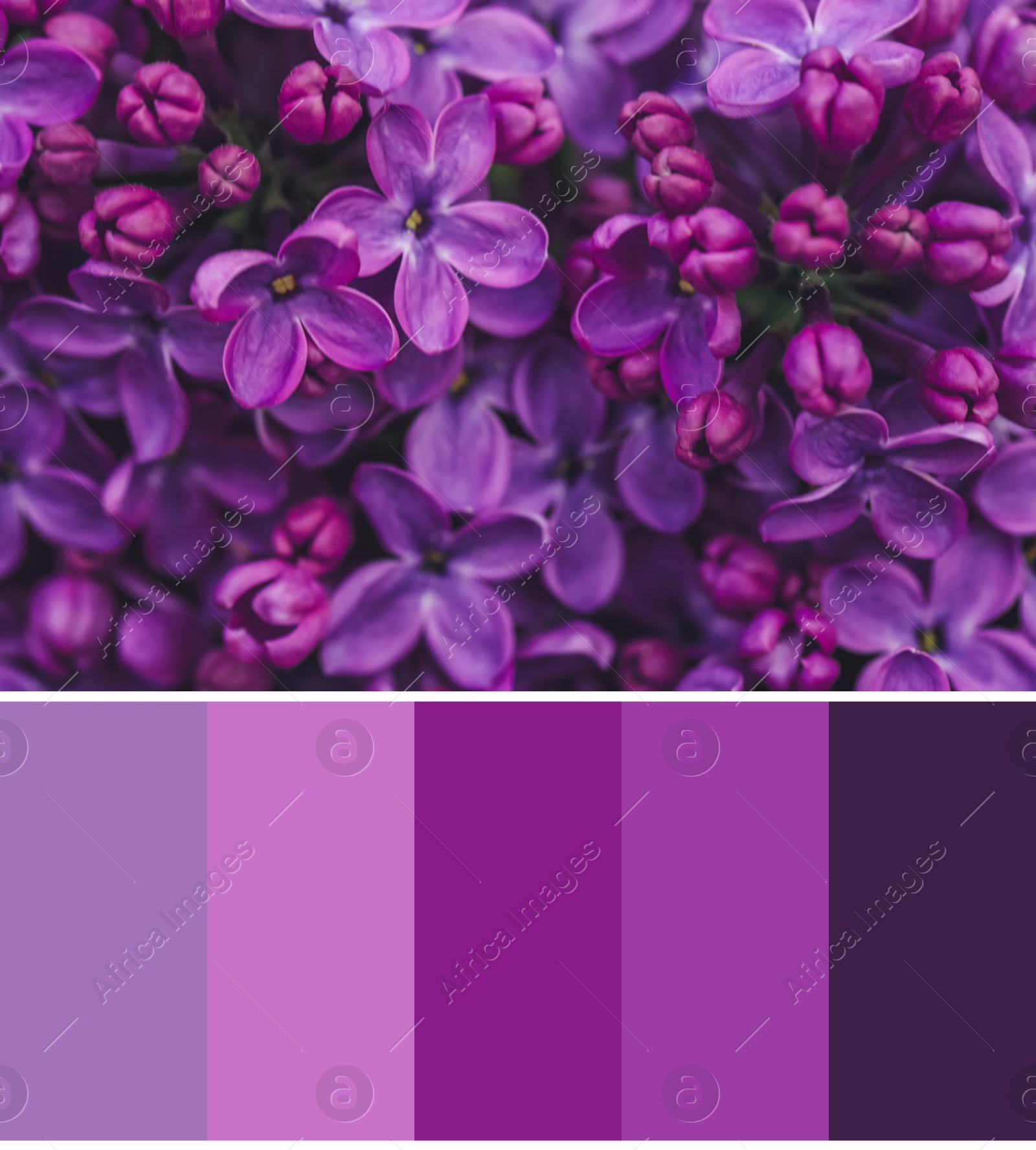 Image of Color palette appropriate to photo of beautiful blossoming lilac flowers, closeup