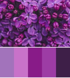 Image of Color palette appropriate to photo of beautiful blossoming lilac flowers, closeup