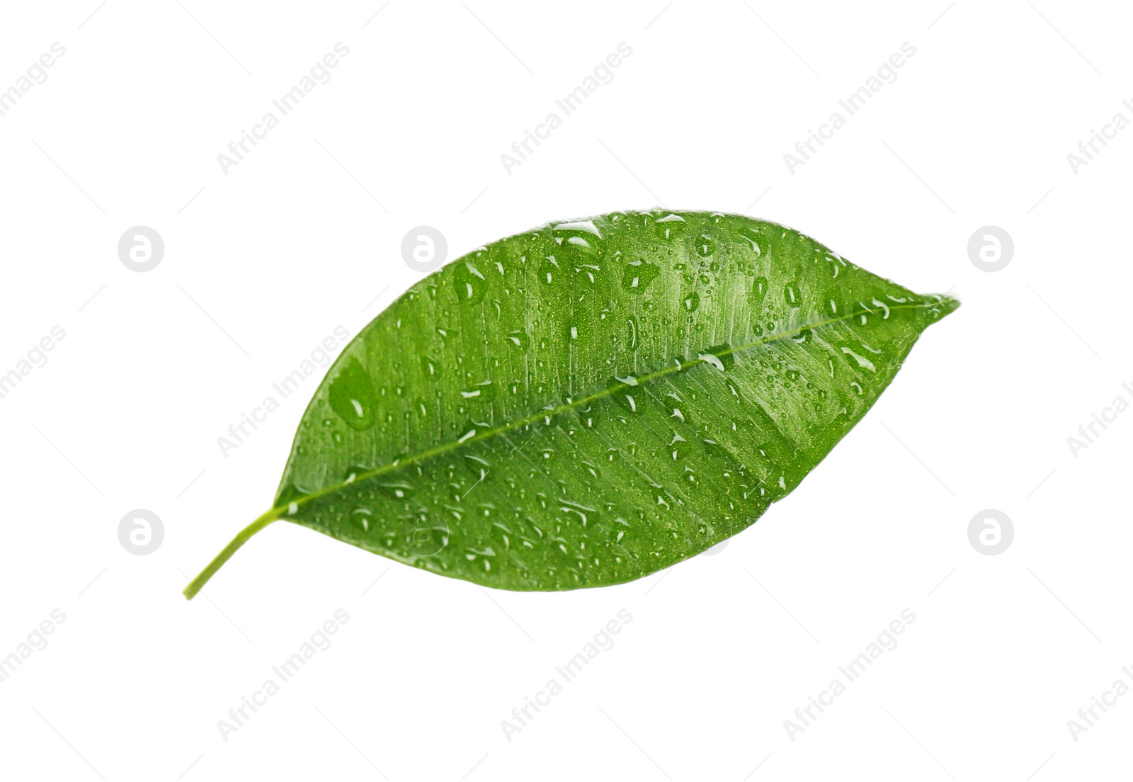 Photo of Fresh green ficus leaf on white background